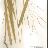 IRGC 100949 Herbarium