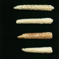 CIMMYTMA 7739 PUEB 530 BA24U-2903-174 C.jpg