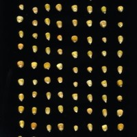 CIMMYTMA 17064 PERU 474 TC22U-2903-135 K.jpg