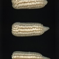 CIMMYTMA 467 VERA 225 AF23A-0903-222 E1.jpg