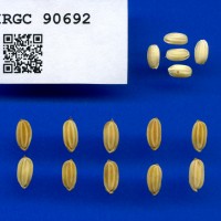 IRGC 90692 Seed Photo