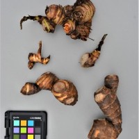 CIP 206063 (rhizome).JPG