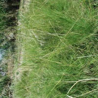 Echinochloa stagnina 16031 full plant.JPG