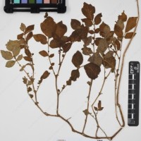 CIP 761723_OCH 13681_01.jpg