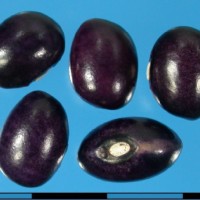 G19579 seed.jpg