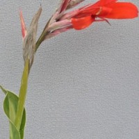 CIP 206047 (flower).JPG