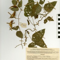 G26466 herbarium.jpg