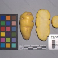 CIP 203071 Tuber