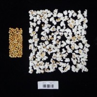 Popped and not popped comparison labeled.jpg