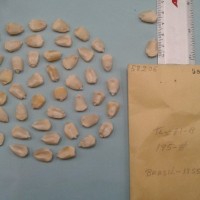 CIMMYTMA 5820 - Reference Inventory.jpg