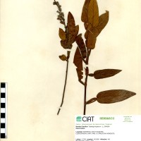 23236 herbarium