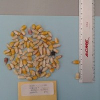 CIMMYTMA 23333 - Reference Inventory.jpg