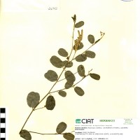 21585 herbarium