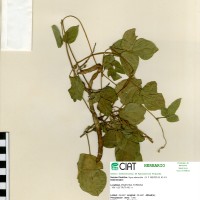 4456 herbarium
