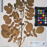 CIP 761453_OCH 12090.jpg