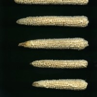 CIMMYTMA 4951 BRAZ 2067 AF20A-0903-47 C.jpg