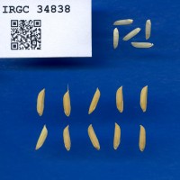 IRGC 34838 Seed Photo