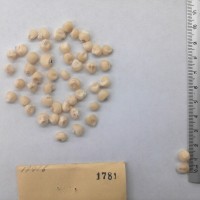 CIMMYTMA 1781 - Reference Inventory.jpg