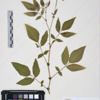 CIP 761392_OCH 12011_03.jpg