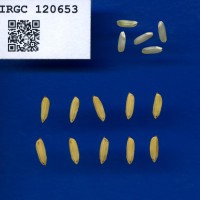 IRGC 120653 Seed Photo