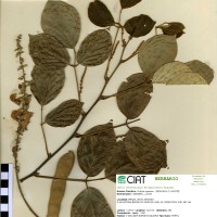 18675 herbarium