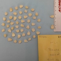 CIMMYTMA 5323 - Reference Inventory.jpg