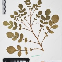 CIP 761435_OCH 12069_03.jpg