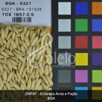 BRA00004047-7.JPG