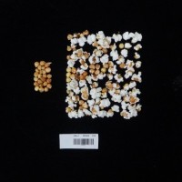 Popped and not popped comparison labeled.jpg