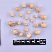 CIP 765791_RPSP 113_bhk_T.jpg