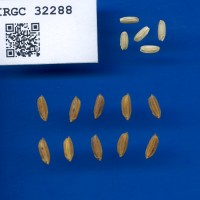 IRGC 32288 Seed Photo