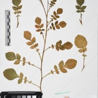 CIP 761452_OCH 12089_04.jpg