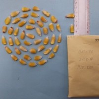 CIMMYTMA 7752 - Reference inventory.jpg