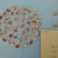 CIMMYTMA 5377 - Reference Inventory.jpg