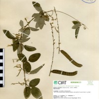 7809 herbarium