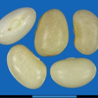 G23785D seed.jpg