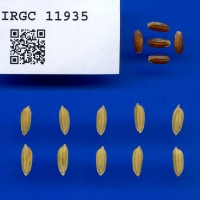 IRGC 11935 Seed Photo
