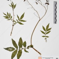 CIP 765709_RPSP 021_07.jpg