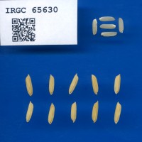 IRGC 65630 Seed Photo