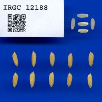 IRGC 12188 Seed Photo