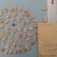 CIMMYTMA 5602 - Reference Inventory.jpg