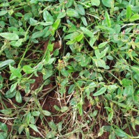 Zornia latifolia 172.JPG