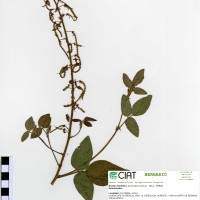 33156 herbarium
