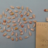 CIMMYTMA 5633 - Reference Inventory.jpg