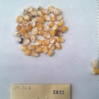 CIMMYTMA 2632 - Reference Inventory.jpg