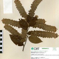 17402 herbarium