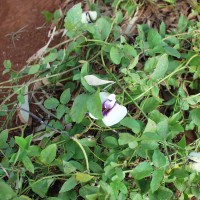 Centrosema plumieri 203 flower (2).JPG