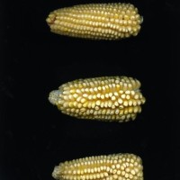 CIMMYTMA 26926 TLAX 427 BA23U-2903-42 E1.jpg