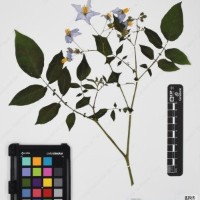 CIP 761064_OCHS 15528_10.jpg