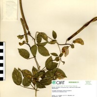 15600 herbarium